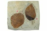 Two Fossil Leaves (Zizyphoides & Beringiaphyllum) - Montana #268155-1